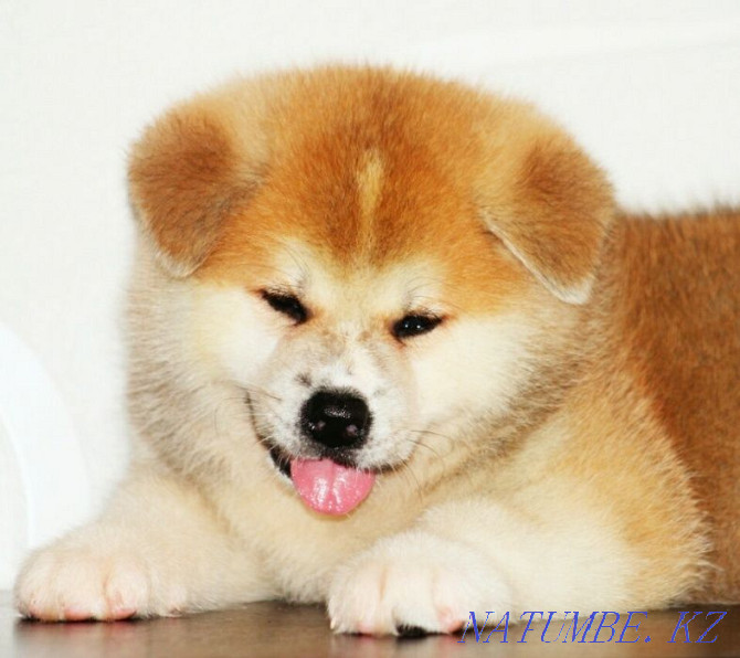 Very beautiful male Akita from pedigree parents Oral - photo 2