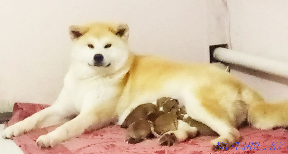 Очень красивый кобель акита от породных родителей Уральск - изображение 5