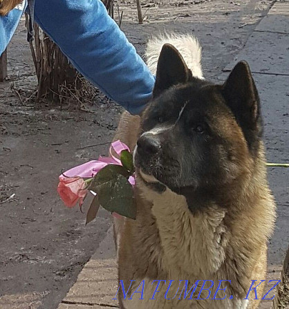 American Akita male Shahtinsk - photo 2