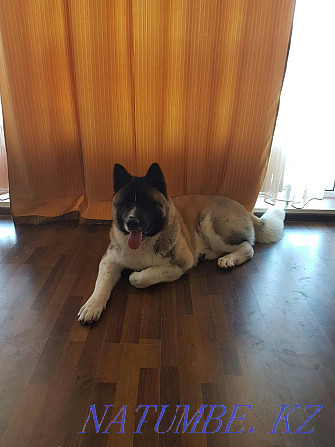 American Akita male Shahtinsk - photo 3