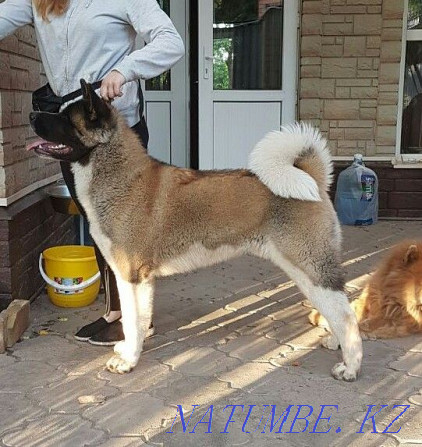 American Akita male Shahtinsk - photo 1