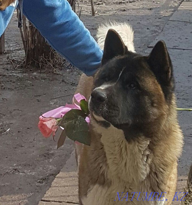 American Akita male Shahtinsk - photo 2