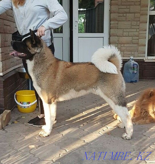 American Akita male Shahtinsk - photo 1