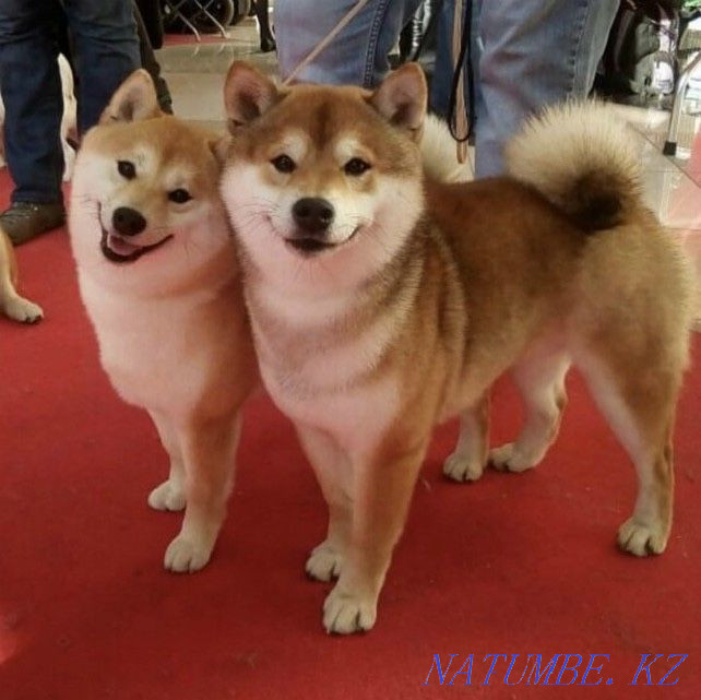 Взрослые сиба ину в разведение Мухаметжан Туймебаева - изображение 2