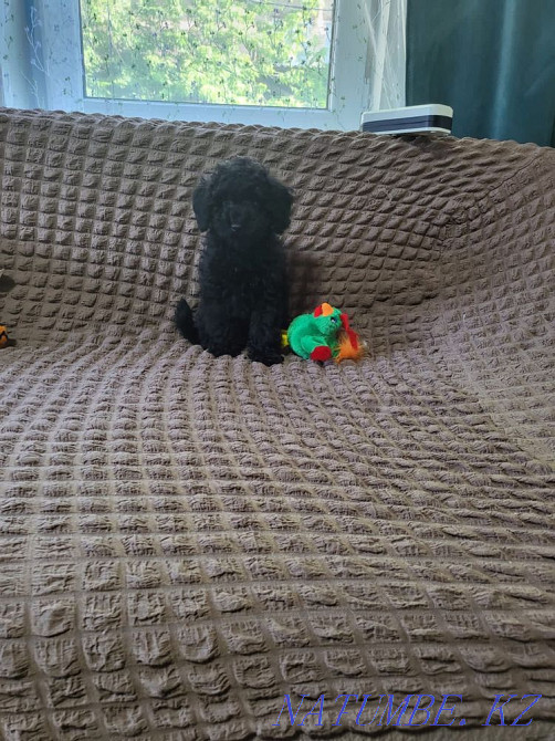 Взрослые сиба ину в разведение Мухаметжан Туймебаева - изображение 1