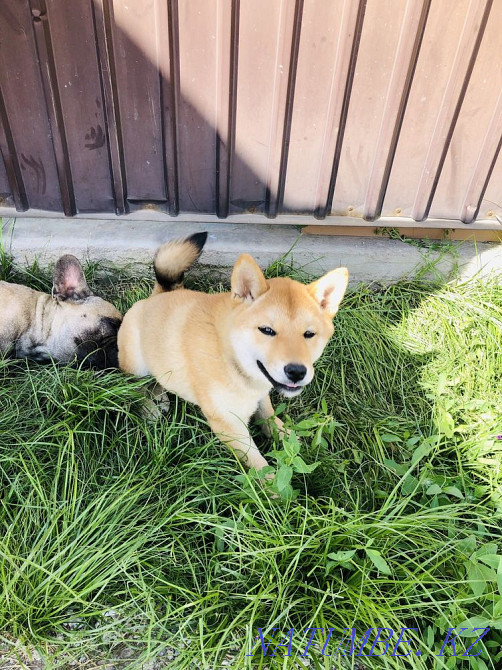 Shiba inu (shiba inu) girl Мухаметжан Туймебаева - photo 3