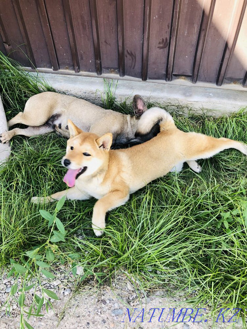 Shiba inu (shiba inu) girl Мухаметжан Туймебаева - photo 2