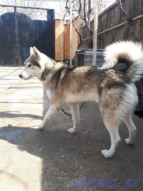 Продам хаски 6месяцев Шымкент - изображение 1