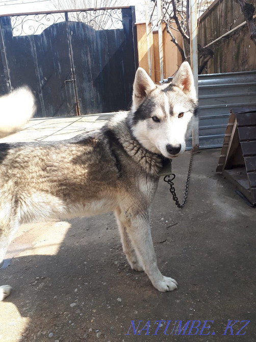 Продам хаски 6месяцев Шымкент - изображение 3