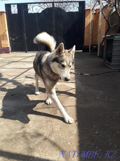 Продам хаски 6месяцев Шымкент - изображение 2