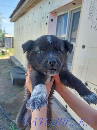 Husky puppies for sale Pavlodar - photo 3