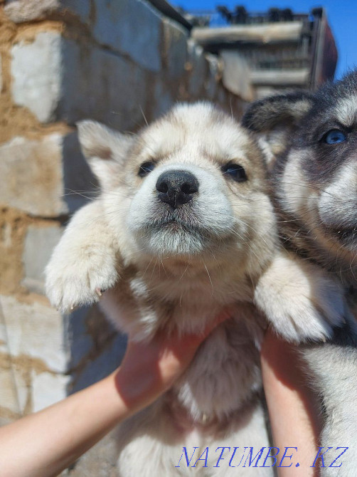 Продам щенят хаски Павлодар - изображение 2