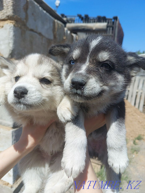 Продам щенят хаски Павлодар - изображение 1