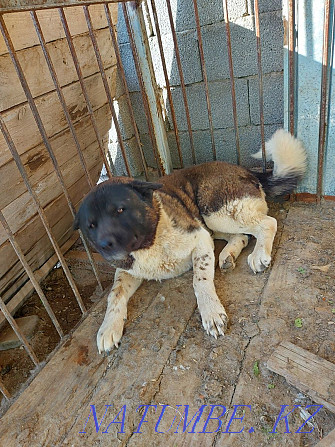 Akita dog for sale  - photo 2