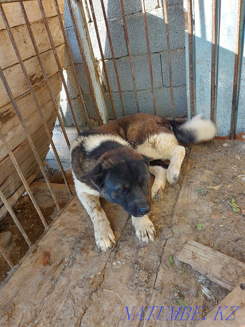 Akita dog for sale  - photo 1