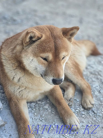 Puppy Shiba Inu (Shiba Inu) Almaty Алгабас - photo 5