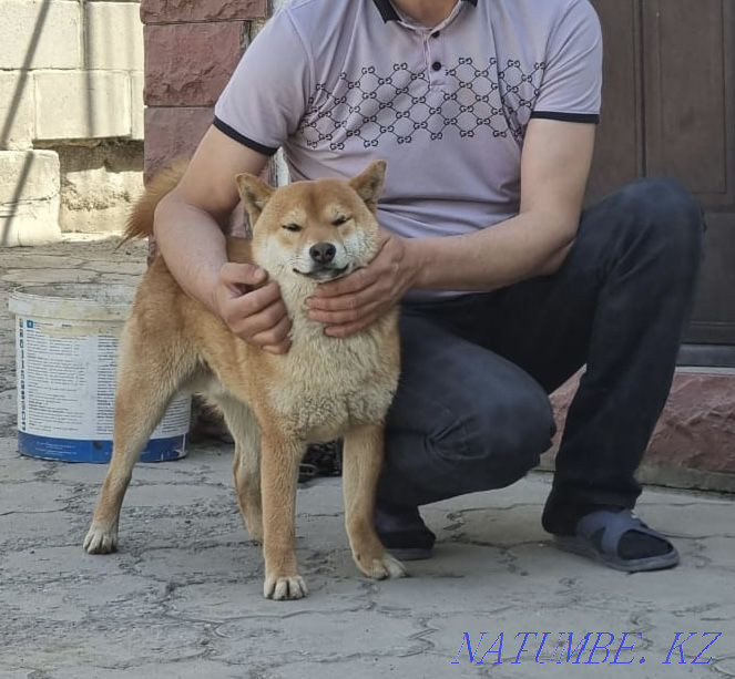 Puppy Shiba Inu (Shiba Inu) Almaty Алгабас - photo 6