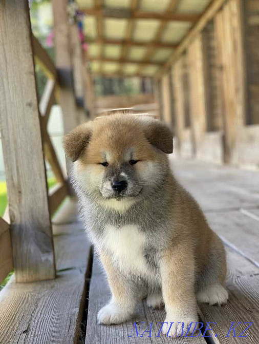 Akito Inu (hachiko) Kyzylorda - photo 2
