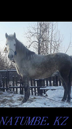 Pavlodar horse sale Pavlodar - photo 1