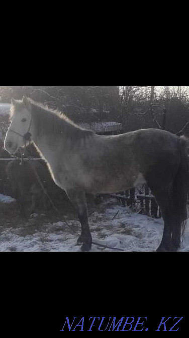 Павлодар лошадь продажа Павлодар - изображение 5