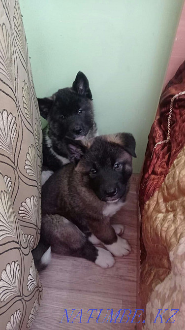 Purebred American Akita puppies Astana - photo 4