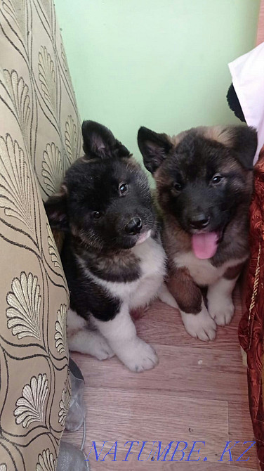 Purebred American Akita puppies Astana - photo 5
