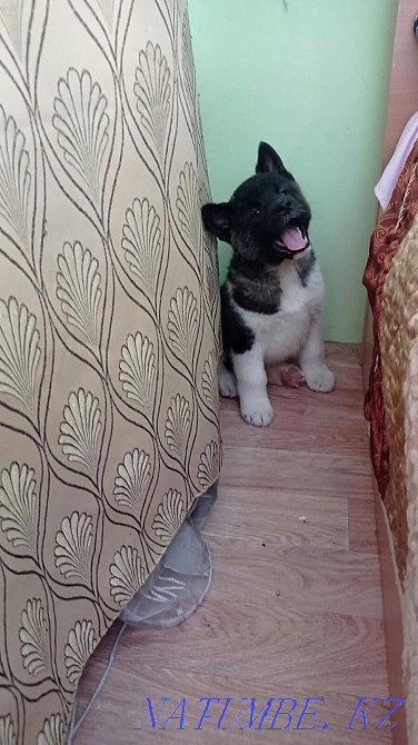 Purebred American Akita puppies Astana - photo 2
