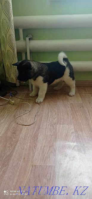 Purebred American Akita puppies Astana - photo 1
