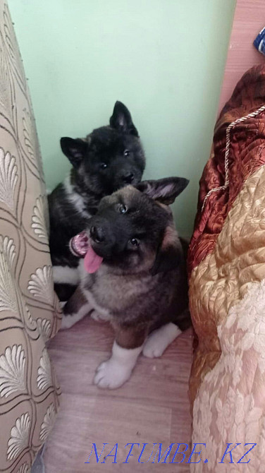 Purebred American Akita puppies Astana - photo 3