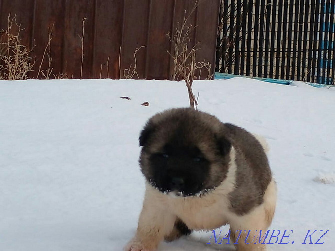 Gorgeous Akita puppies!!! Pavlodar - photo 3