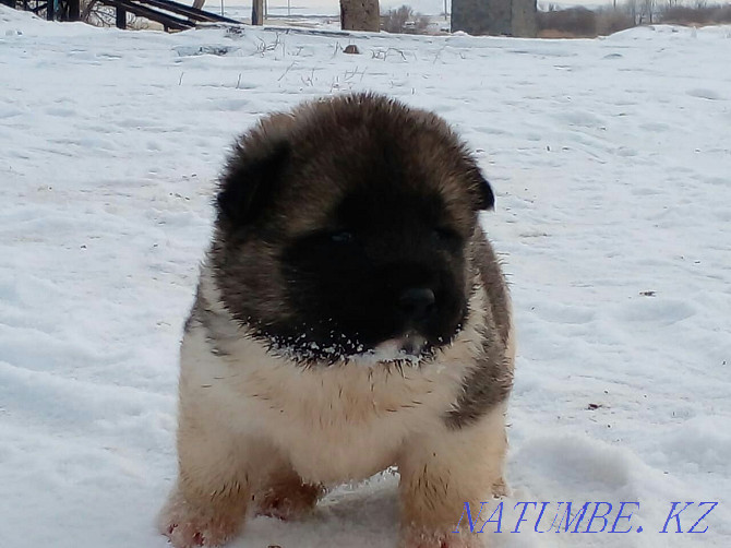 Gorgeous Akita puppies!!! Pavlodar - photo 2