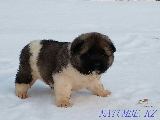 Gorgeous Akita puppies!!! Pavlodar - photo 5