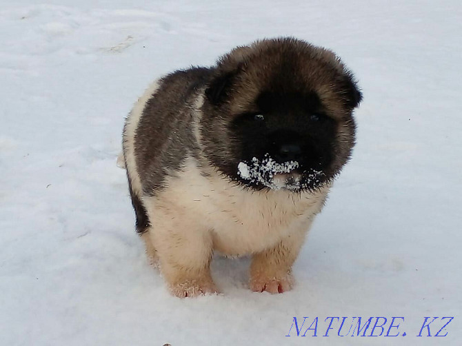 Gorgeous Akita puppies!!! Pavlodar - photo 1