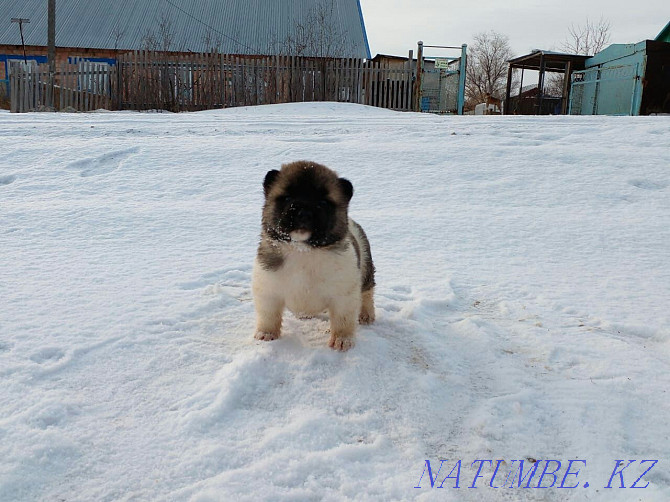 Gorgeous Akita puppies!!! Pavlodar - photo 6