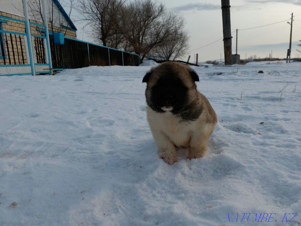 Шикарные щенки акиты!!! Павлодар - изображение 4