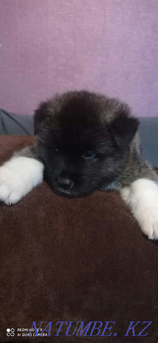 американдық акита сатылады  Қарағанды - изображение 2