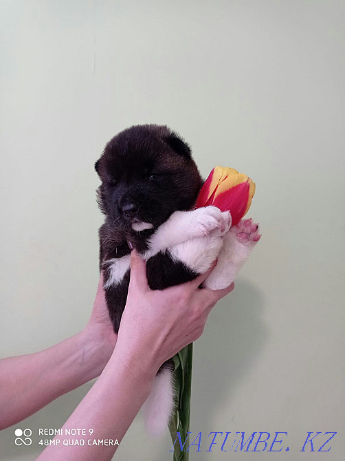 американдық акита сатылады  Қарағанды - изображение 1