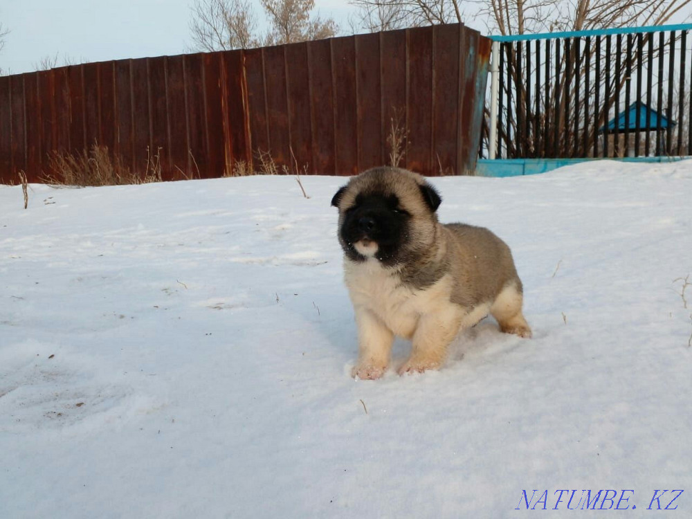 Прекрасные малыши американские акиты Астана - изображение 1