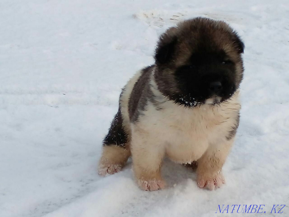 Прекрасные малыши американские акиты Астана - изображение 2