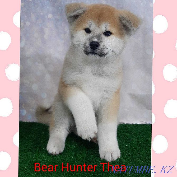 Akita inu puppies. Semey - photo 1