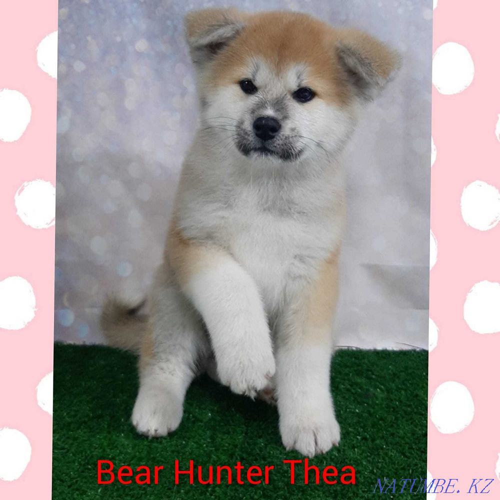 Akita inu puppies. Semey - photo 1