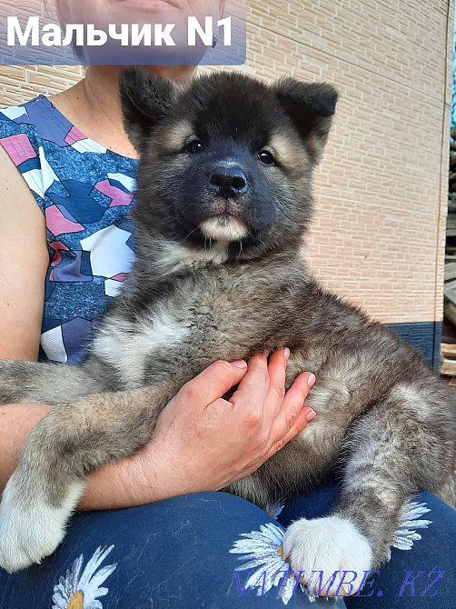 American Akita puppies Semey - photo 1