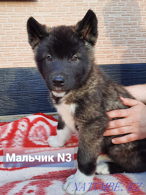 American Akita puppies Semey - photo 3