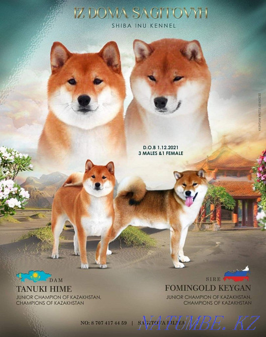 Шиба ину питомнигі  Алматы - изображение 2