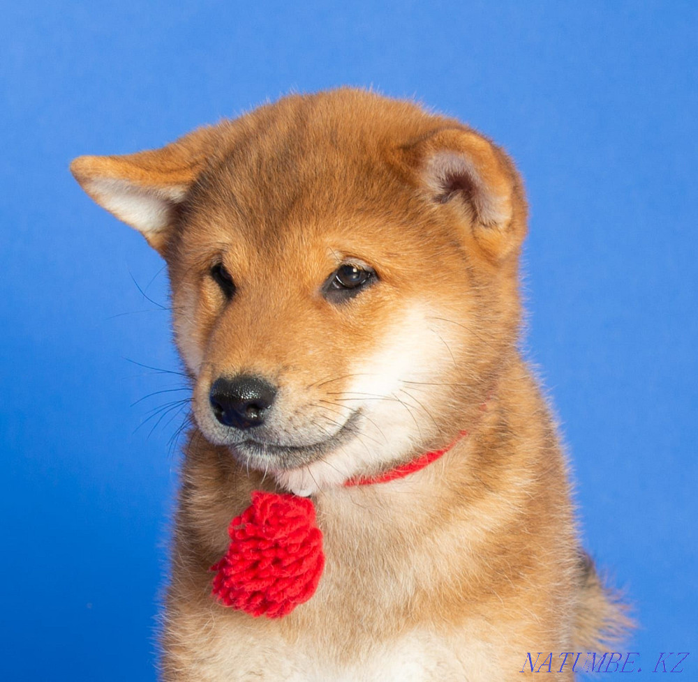 Шиба ину питомнигі  Алматы - изображение 6