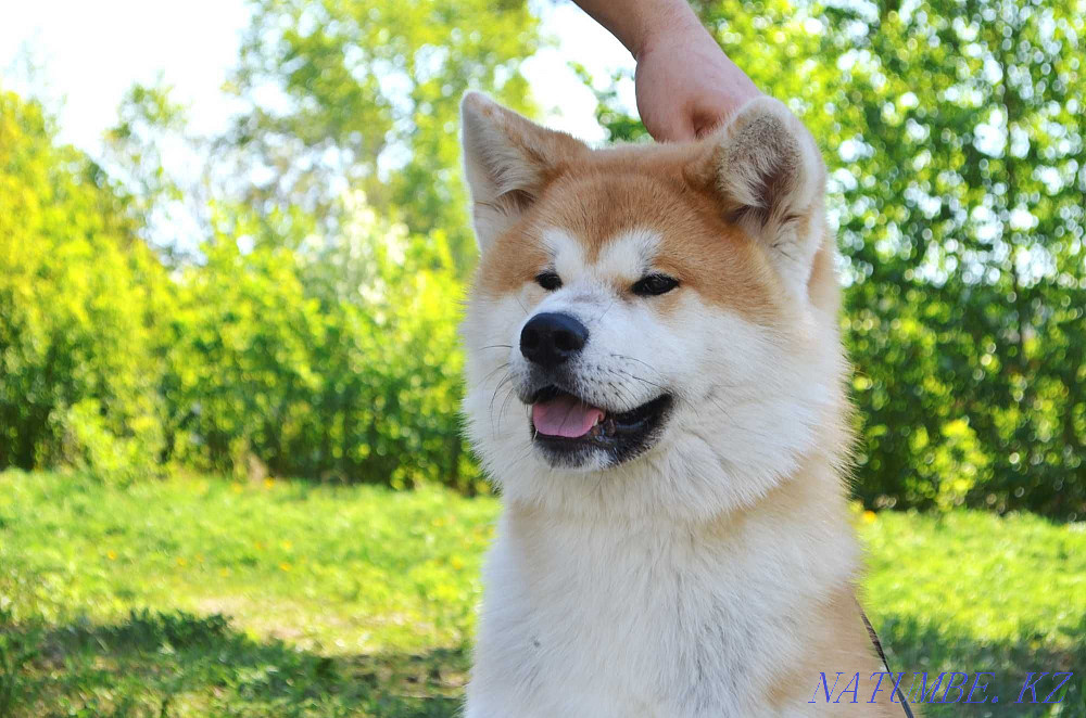 Akita inu puppies. Nursery. Semey - photo 2