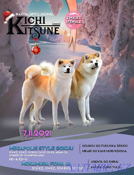 Akita inu puppies. Nursery. Semey - photo 3