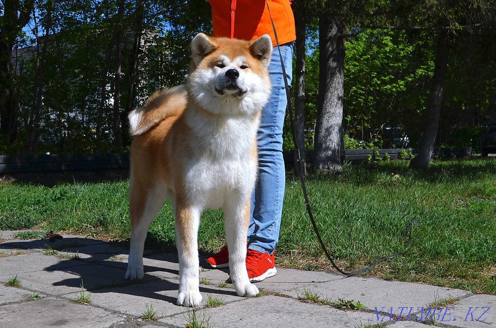 Akita inu puppies. Nursery. Semey - photo 1
