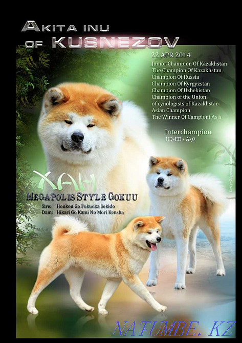 Акита ину щенки в питомнике Астана - изображение 3