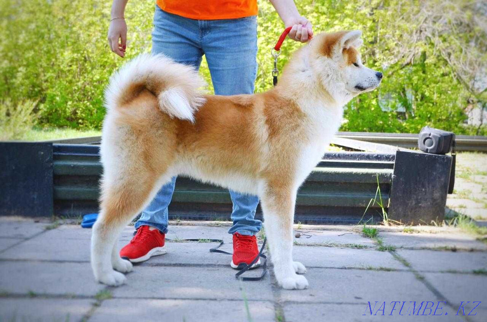Акита ину щенки в питомнике Астана - изображение 2